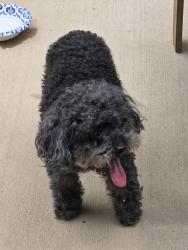 Reunited Female Dog last seen Hightower and Davis, North Richland Hills, TX 76182