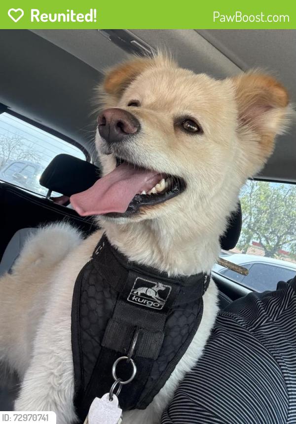 Reunited Male Dog last seen N Arrowhead Ave and East Highland Blvd, San Bernardino, CA 92405