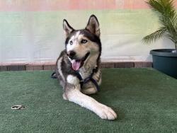 Shelter Stray Female Dog last seen , Irwindale, CA 91706