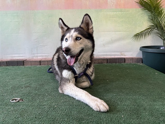 Shelter Stray Female Dog last seen , Irwindale, CA 91706