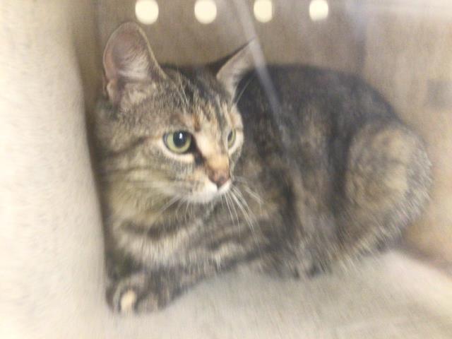 Shelter Stray Female Cat last seen Near BLOCK BRUCE AVE, RIVERSIDE, CA 92503, 6851 Van Buren Boulevard, Jurupa Valley, CA 92509, USA