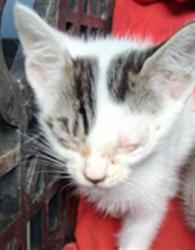 Shelter Stray Female Cat last seen Near BLOCK AIRPORT DR, BAKERSFIELD CA 93308, Bakersfield, CA 93308
