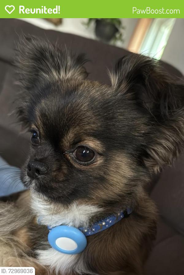 Reunited Male Dog last seen Castro st, San Leandro, CA 94577