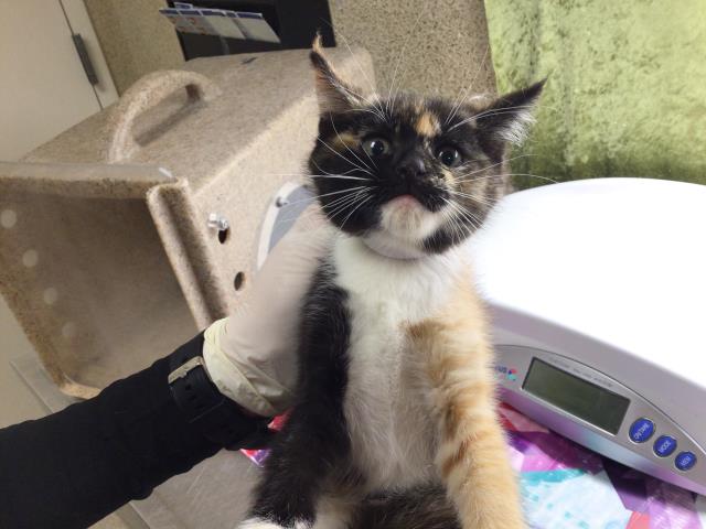 Shelter Stray Female Cat last seen Near BLOCK TYLER ST, RIVERSIDE, CA, 6851 Van Buren Boulevard, Jurupa Valley, CA 92509, USA