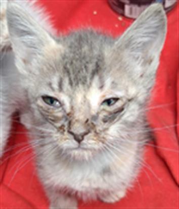 Shelter Stray Female Cat last seen Near BLOCK AIRPORT DR, BAKERSFIELD CA 93308, Bakersfield, CA 93308