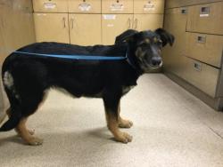 Shelter Stray Female Dog last seen Near BLOCK JOHNSON CT, JURUPA VALLEY, CA, Jurupa Valley, CA 92509