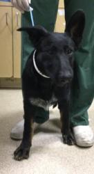 Shelter Stray Female Dog last seen Near BLOCK JOHNSON CT, JURUPA VALLEY, CA, Jurupa Valley, CA 92509