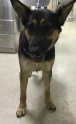 Shelter Stray Female Dog last seen Near BLOCK GLEN ST, JURUPA VALLEY, CA, Jurupa Valley, CA 92509