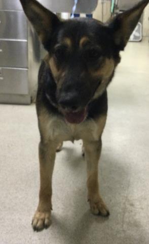 Shelter Stray Female Dog last seen Near BLOCK GLEN ST, JURUPA VALLEY, CA, Jurupa Valley, CA 92509