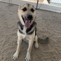 Shelter Stray Male Dog last seen Near BLOCK DESERT SANDS DESERT HOT SPRINGS CA 92240, Thousand Palms, CA 92276