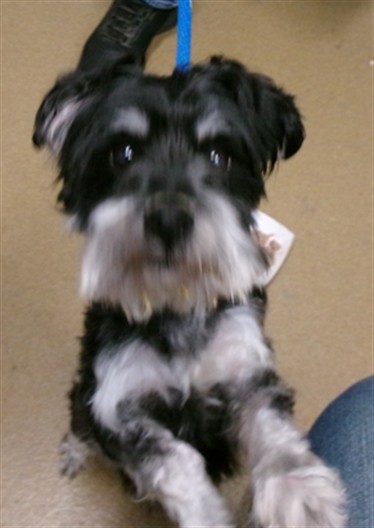 Shelter Stray Male Dog last seen ST CHARLES CO, St. Peters, MO 63376