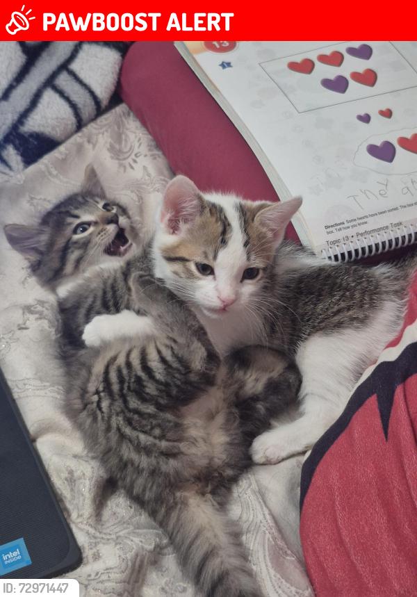 Lost Male Cat last seen Meridian and mckellips , Apache Junction, AZ 85120