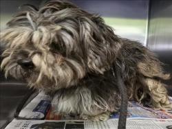 Shelter Stray Female Dog last seen , Los Angeles, CA 90047