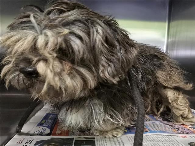 Shelter Stray Female Dog last seen , Los Angeles, CA 90047