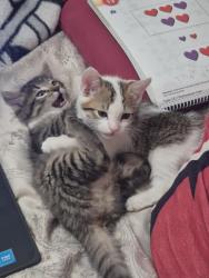 Lost Male Cat last seen Meridian and mckellips , Apache Junction, AZ 85120