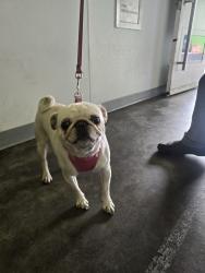 Shelter Stray Female Dog last seen , Los Angeles, CA 90047