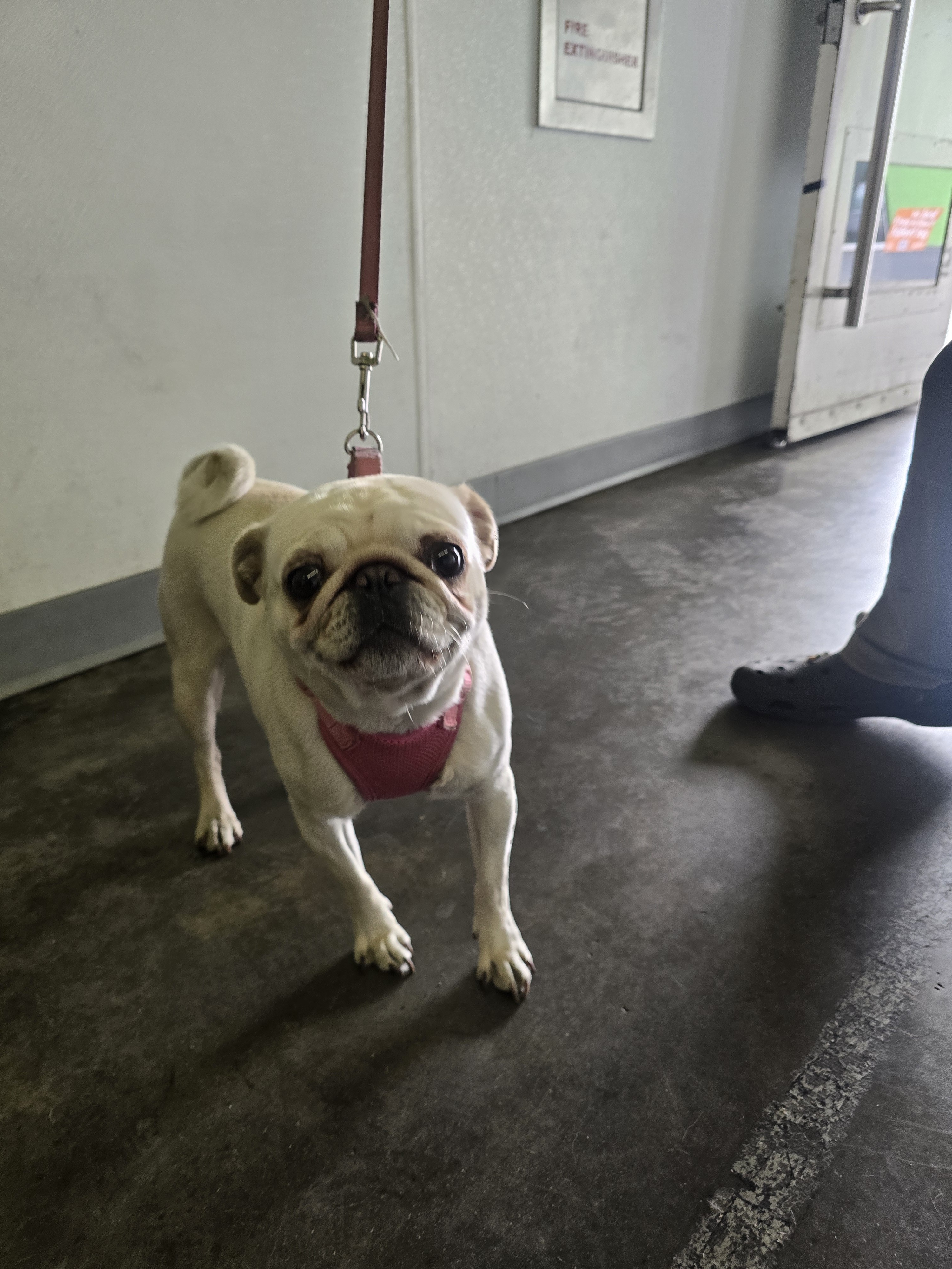 Shelter Stray Female Dog last seen , Los Angeles, CA 90047