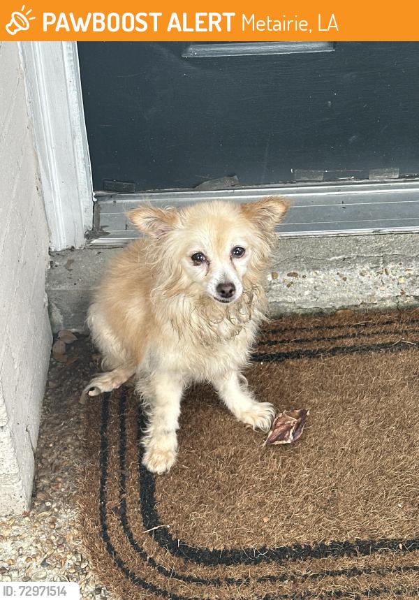 Found/Stray Female Dog last seen Near Brothers on Service rd , Metairie, LA 70002