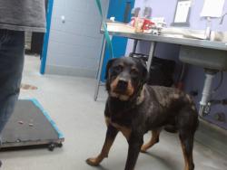 Shelter Stray Female Dog last seen BRIDGE / LA VEGA, Albuquerque, NM 87121