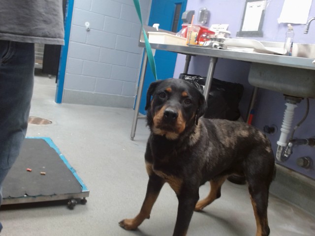 Shelter Stray Female Dog last seen BRIDGE / LA VEGA, Albuquerque, NM 87121