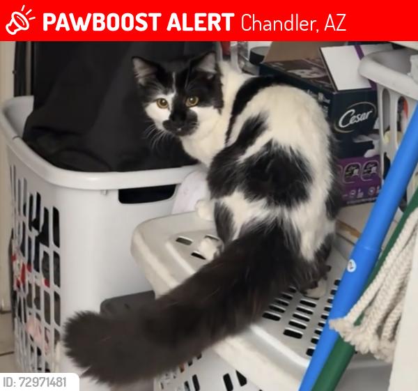 Lost Male Cat last seen S Gilbert rd and E chandler blvd, Chandler, AZ 85225