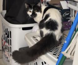 Lost Male Cat last seen S Gilbert rd and E chandler blvd, Chandler, AZ 85225