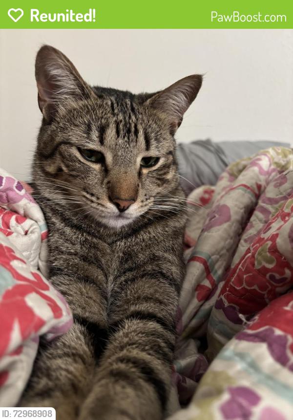 Reunited Male Cat last seen Edgemont St / Cottonwood Ave, Moreno Valley, CA 92553