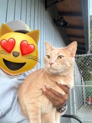 Reunited Male Cat last seen Cedar lane apmts , Vancouver, WA 98661