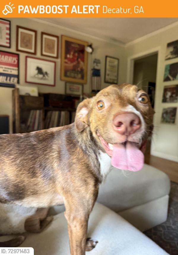 Found/Stray Male Dog last seen Columbia Elementary School , Decatur, GA 30032