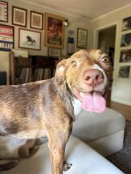 Found/Stray Male Dog last seen Columbia Elementary School , Decatur, GA 30032