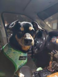 Lost Male Dog last seen Griffin and 441, Hard Rock, Fort Lauderdale, FL 33314