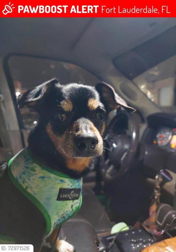 Lost Male Dog last seen Griffin and 441, Hard Rock, Fort Lauderdale, FL 33314
