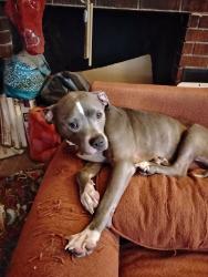 Found/Stray Male Dog last seen Gulf beach hwy, Pensacola, FL 32507