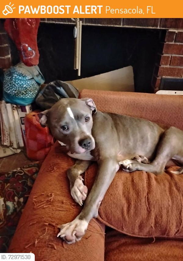 Found/Stray Male Dog last seen Gulf beach hwy, Pensacola, FL 32507