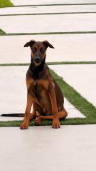 Lost Female Dog last seen Near sw 68 street miami FL 33173, South Miami, FL 33143