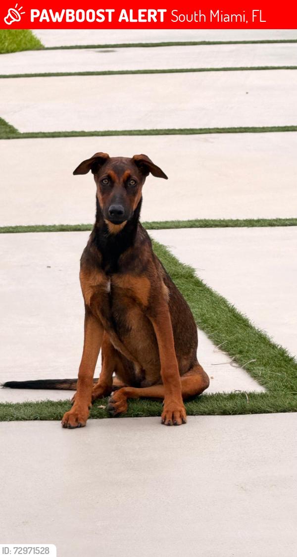 Lost Female Dog last seen Near sw 68 street miami FL 33173, South Miami, FL 33143