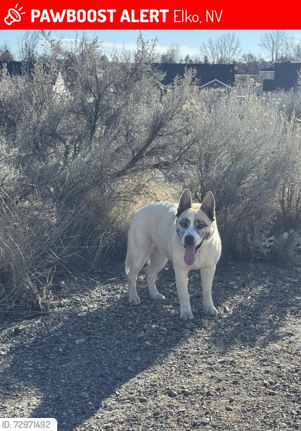 Lost Female Dog last seen Near ash street and 5th, Elko, NV 89801