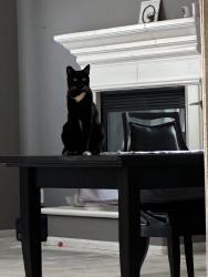 Lost Female Cat last seen Vista Run Dr and Alta Dr, Las Vegas, Nevada, Las Vegas, NV 89138