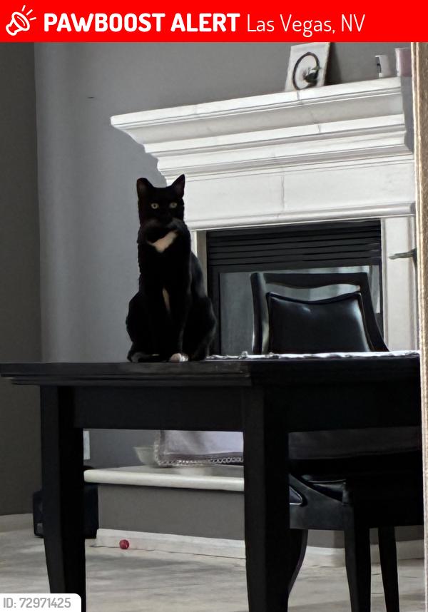 Lost Female Cat last seen Vista Run Dr and Alta Dr, Las Vegas, Nevada, Las Vegas, NV 89138