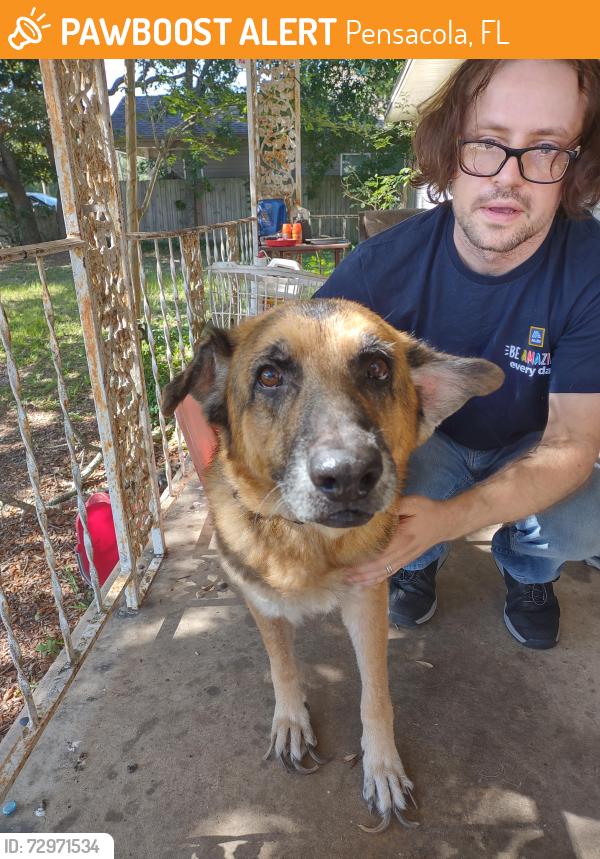 Found/Stray Male Dog last seen Gulf beach hwy, Pensacola, FL 32507