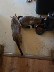 Reunited Male Cat last seen W College Avenue and Linwood Ave, Appleton, WI 54914