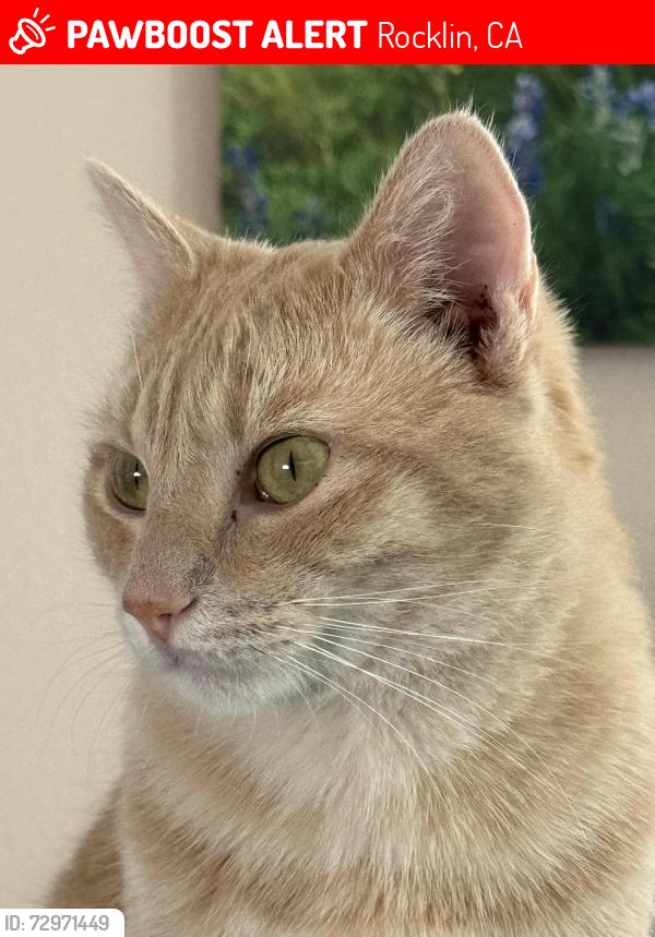 Lost Male Cat last seen Garnet Creek Apts, off Granite behind Trader Joe's, Rocklin, CA 95677
