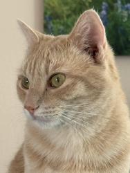 Lost Male Cat last seen Garnet Creek Apts, off Granite behind Trader Joe's, Rocklin, CA 95677