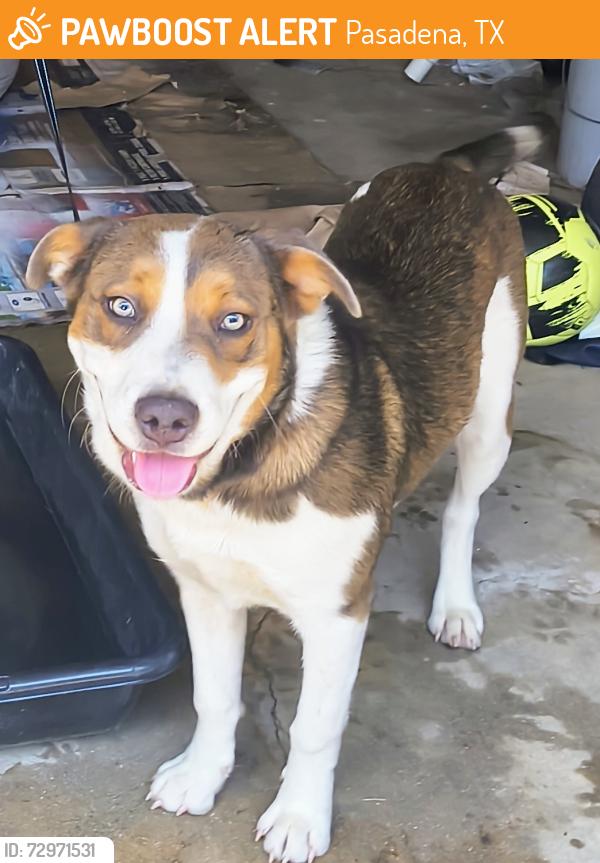 Found/Stray Female Dog last seen Harris and Main, Pasadena, TX 77506