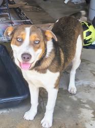 Found/Stray Female Dog last seen Harris and Main, Pasadena, TX 77506