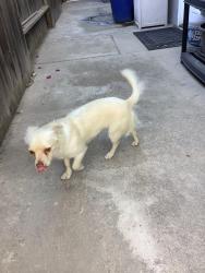 Found/Stray Male Dog last seen Nees ave, Fresno County, CA 93611