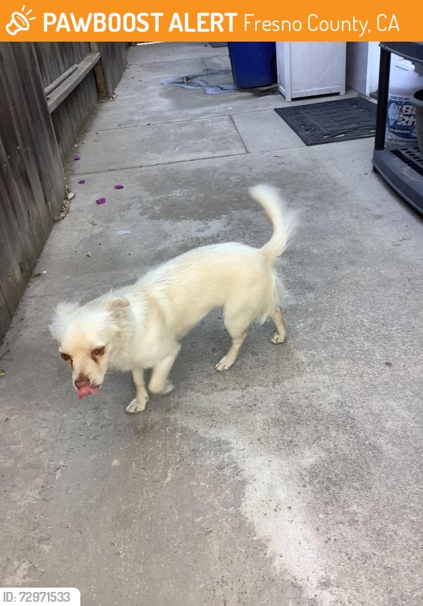 Found/Stray Male Dog last seen Nees ave, Fresno County, CA 93611