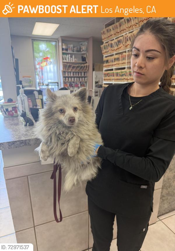 Found/Stray Female Dog last seen Lanzit and e 113 st , Los Angeles, CA 90002