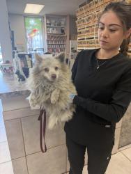 Found/Stray Female Dog last seen Lanzit and e 113 st , Los Angeles, CA 90002