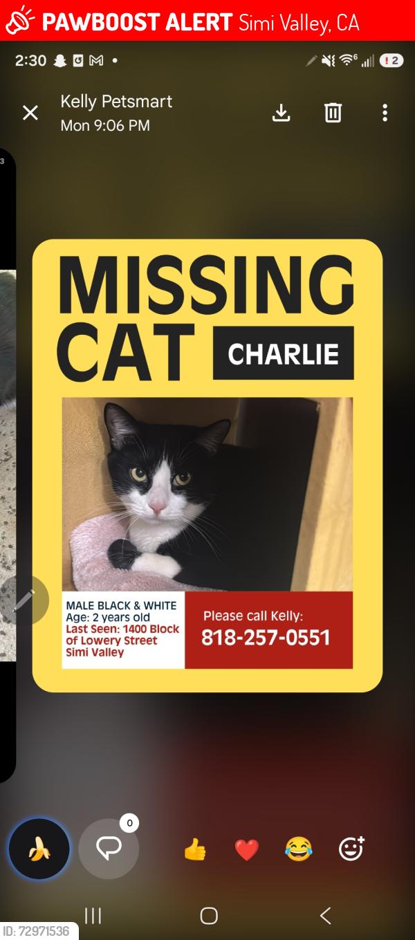Lost Male Cat last seen Erringer and Fitzgerald , Simi Valley, CA 93065